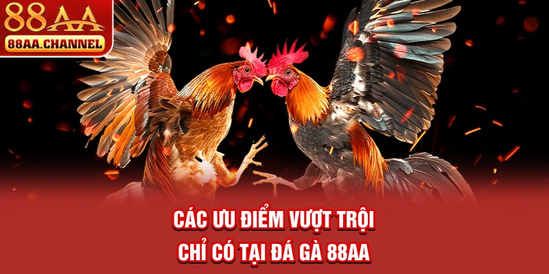 Các ưu điểm vượt trội chỉ có tại đá gà 88AA