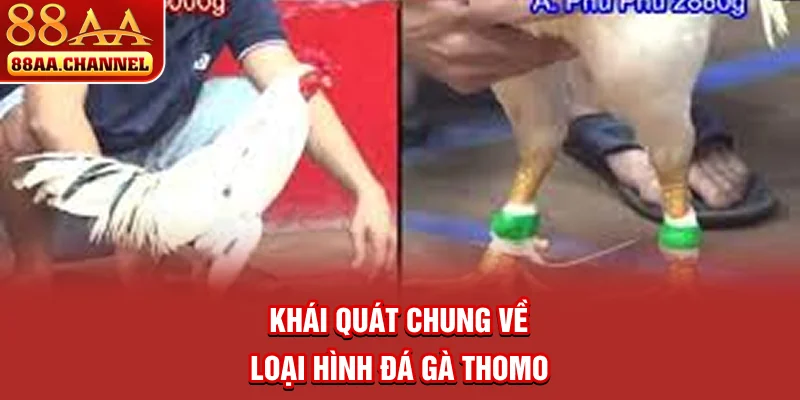 Khái quát chung về loại hình đá gà Thomo