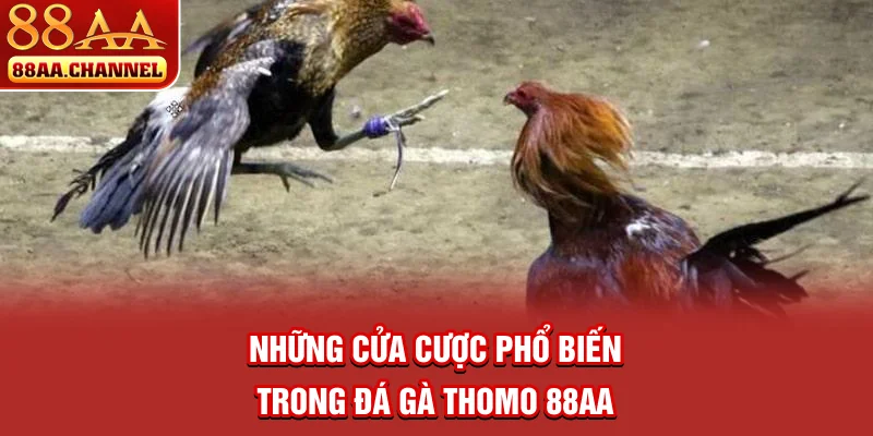 Những cửa cược phổ biến trong đá gà Thomo 88AA