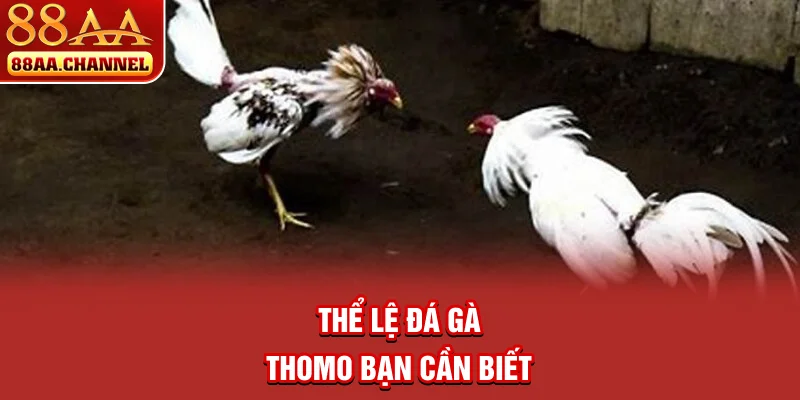 Thể lệ đá gà Thomo bạn cần biết